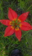 Lilium philadelphicum L. resmi