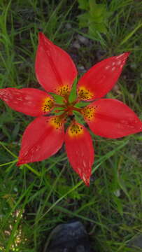 Lilium philadelphicum L. resmi