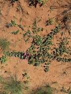 Image of Harpagophytum procumbens subsp. procumbens