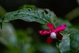 Image of Heisteria parvifolia Sm.