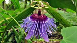 Image de Passiflora amethystina Mikan