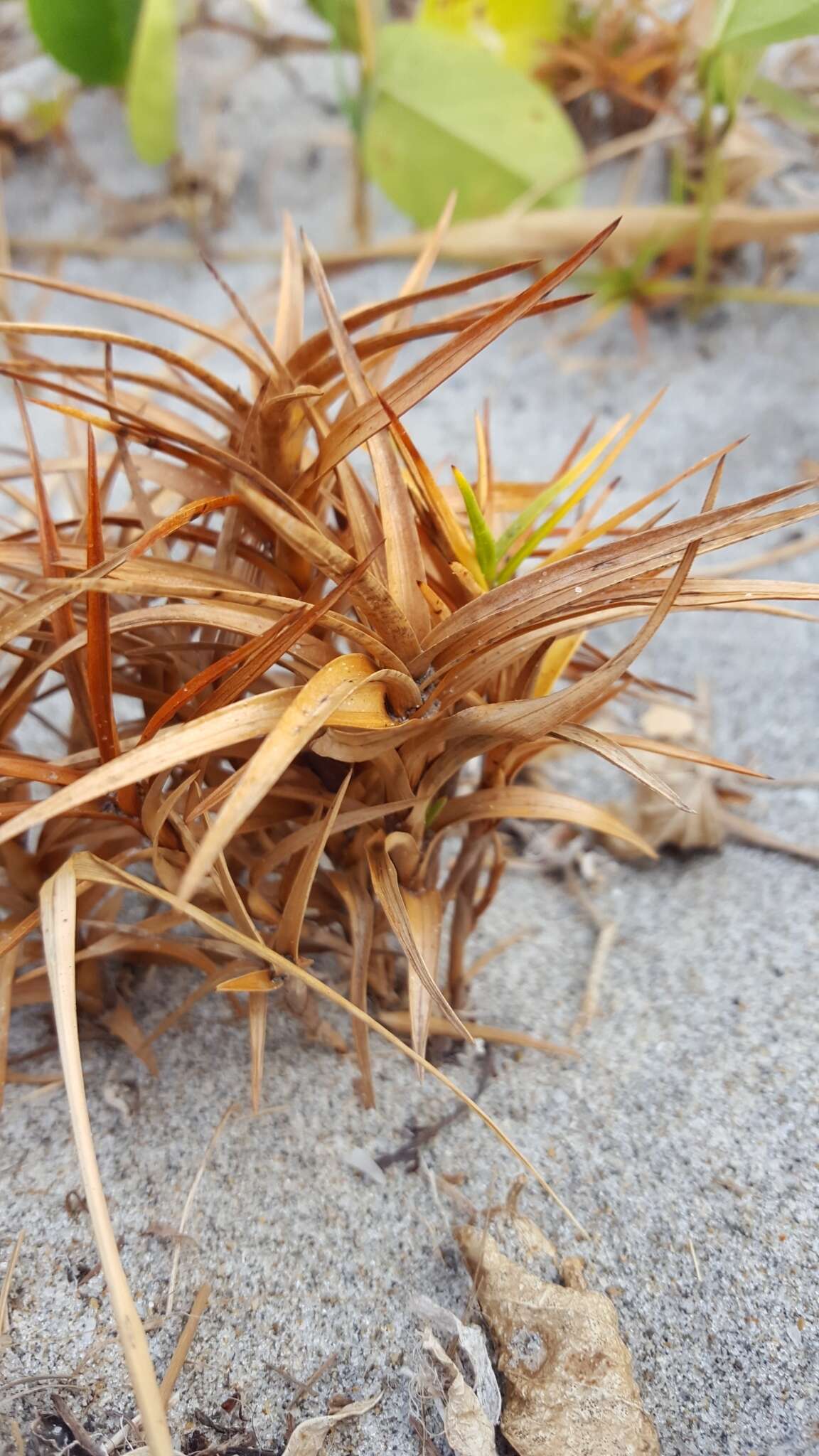 Cyperus pedunculatus (R. Br.) J. Kern的圖片