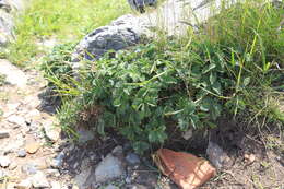 Imagem de Potentilla ancistrifolia Bunge