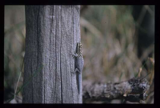 Image of Kenya Dwarf Gecko