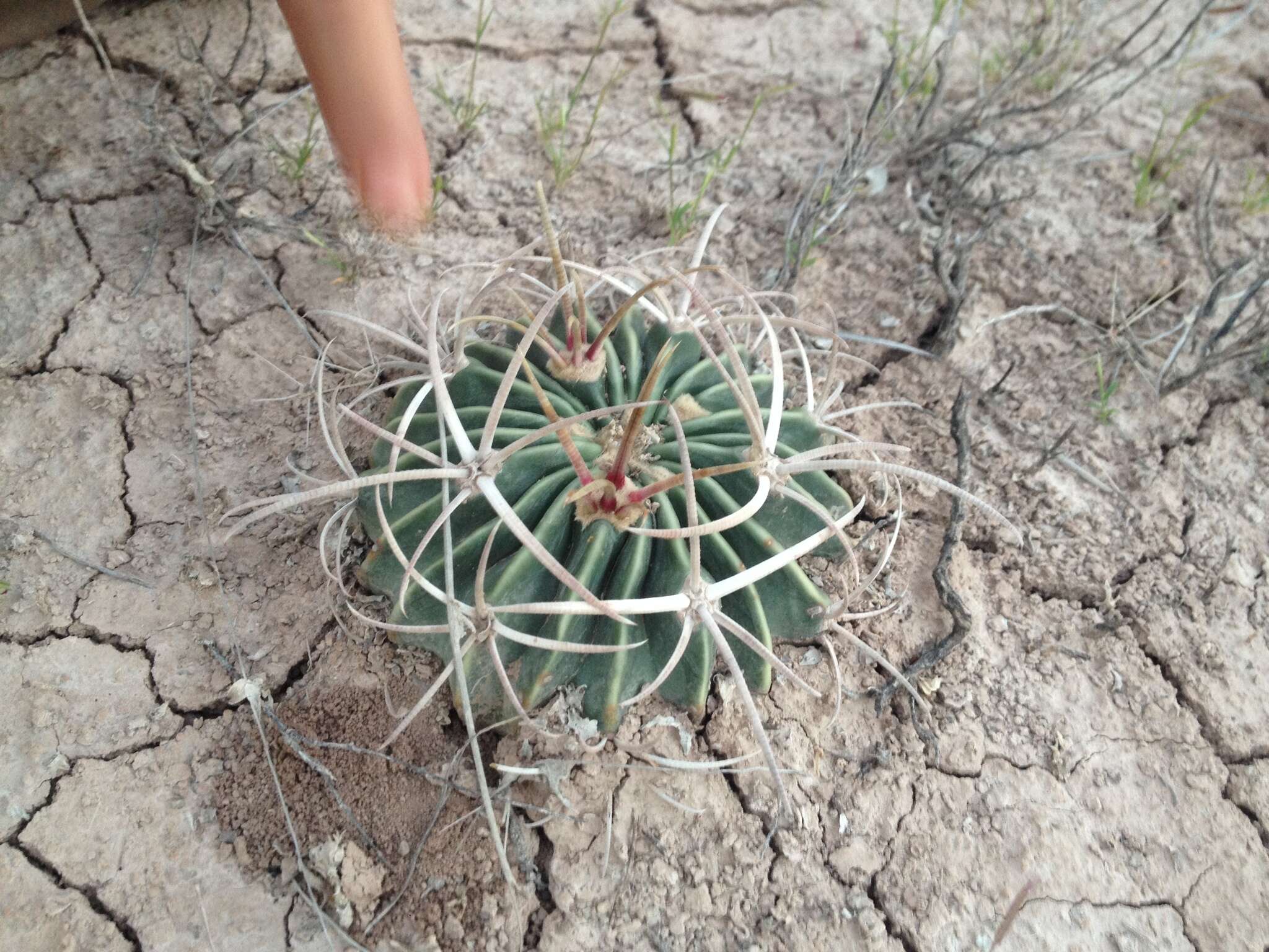 Image of Horse Crippler Cactus