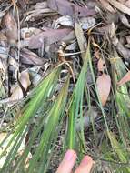 Image of Patersonia glabrata R. Br.