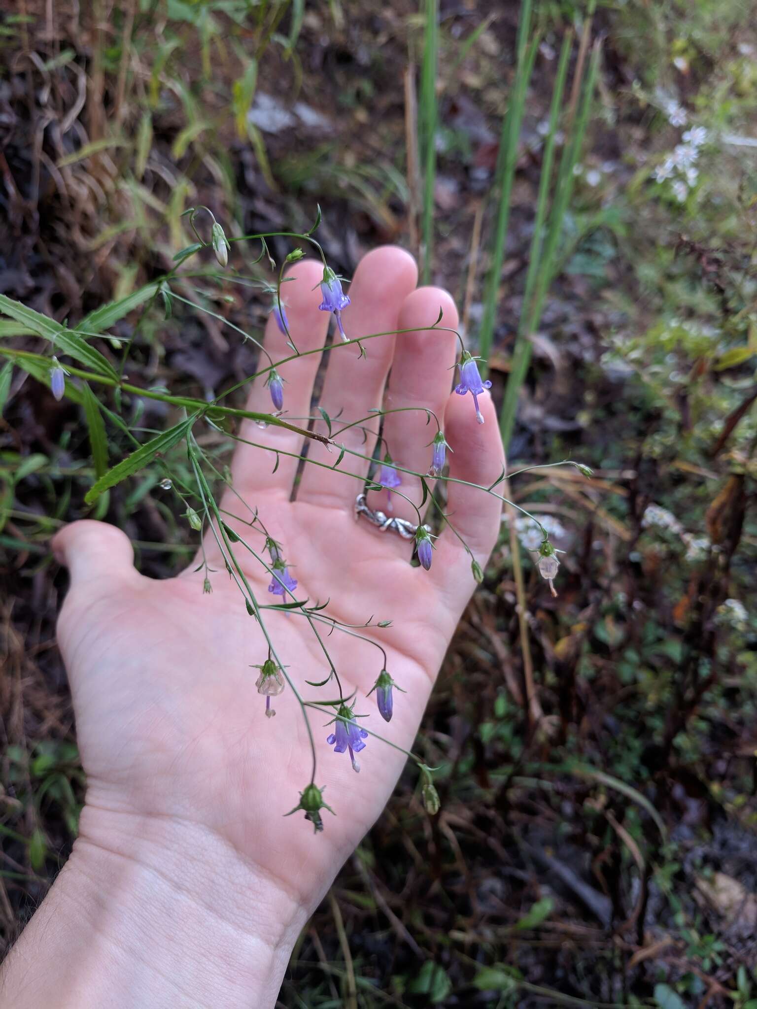 Image of small bonny bellflower