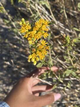 Image of Isocoma acradenia var. acradenia