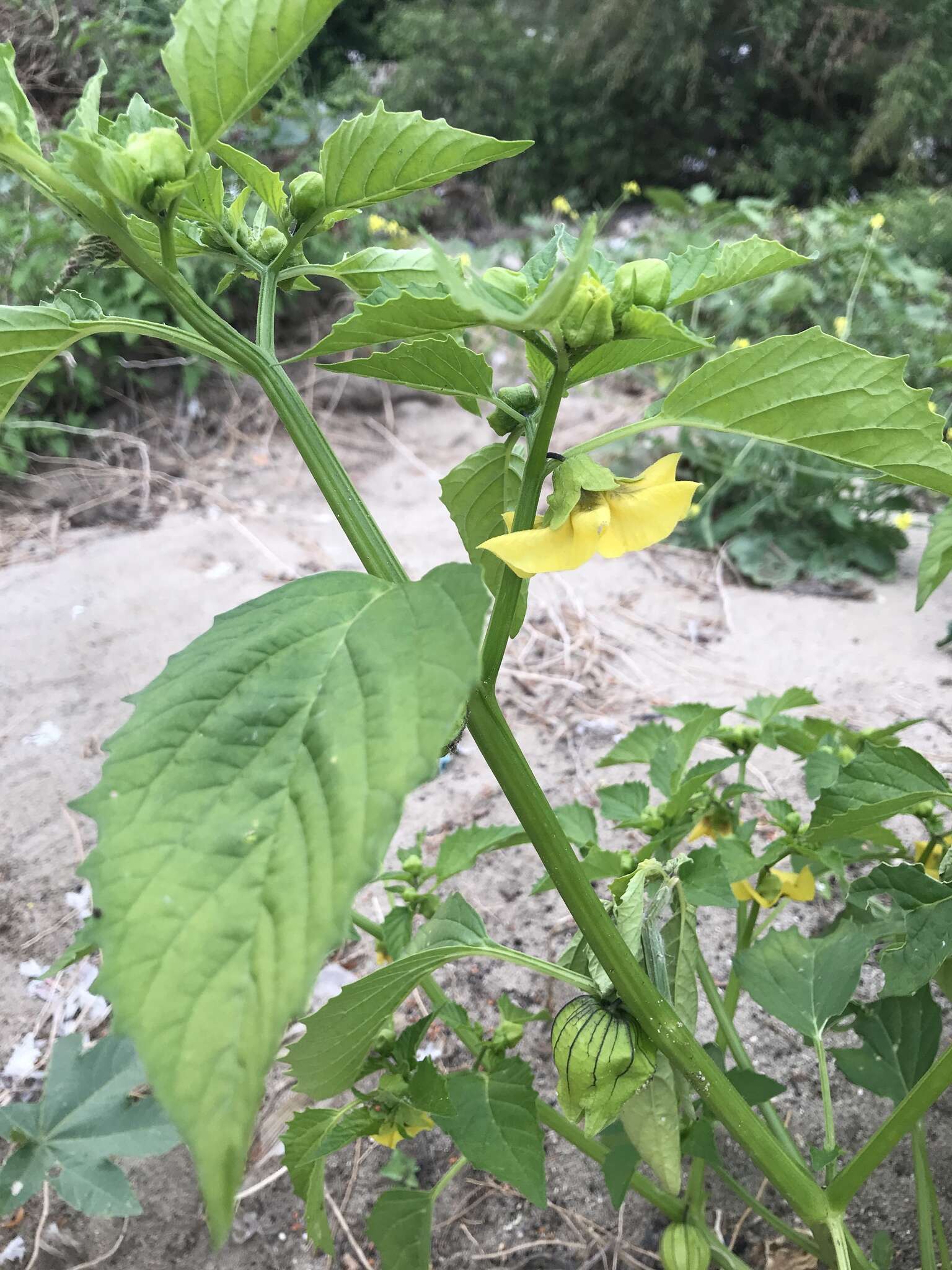 Imagem de Physalis philadelphica Lam.