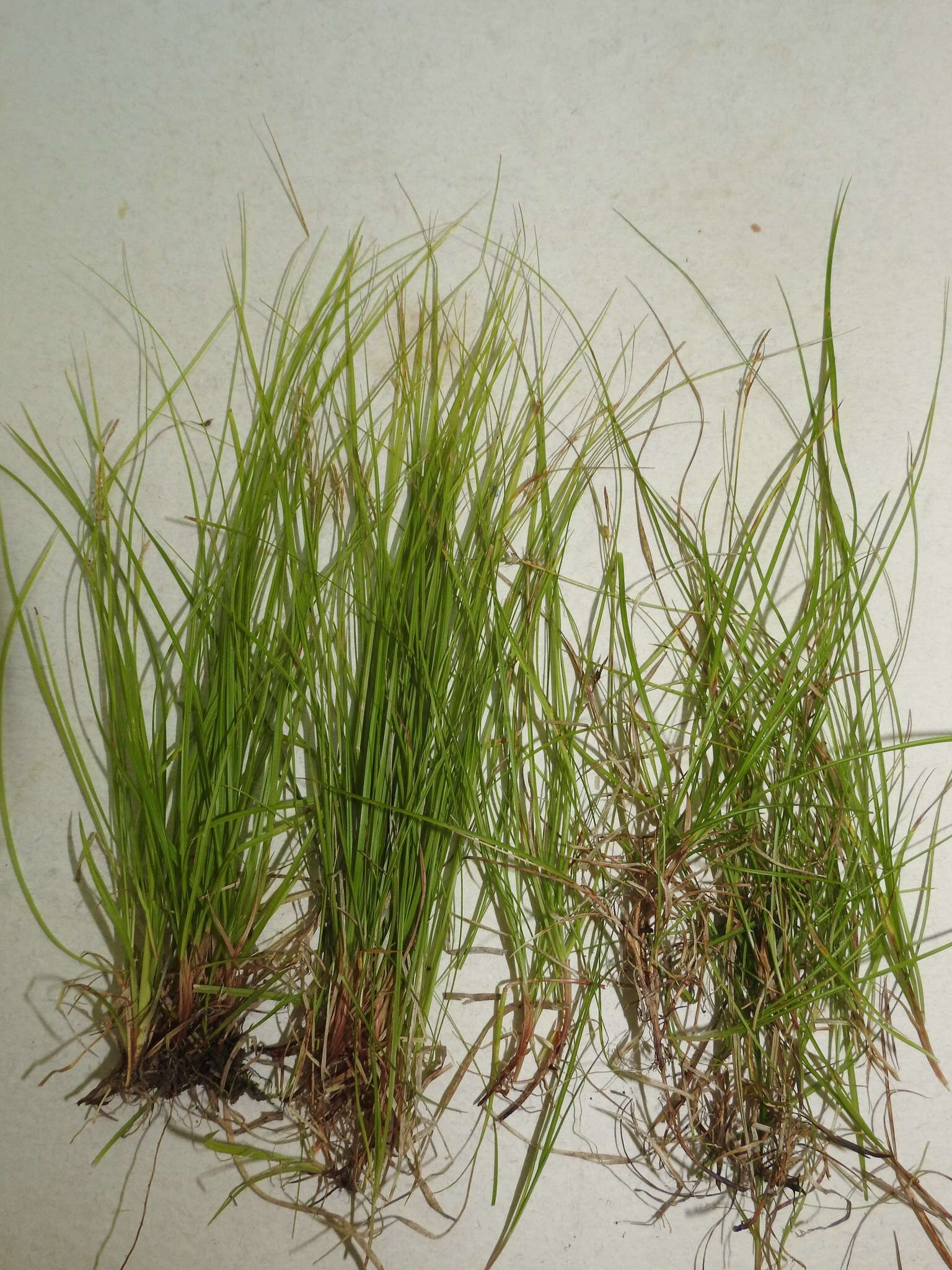 Image of New England sedge