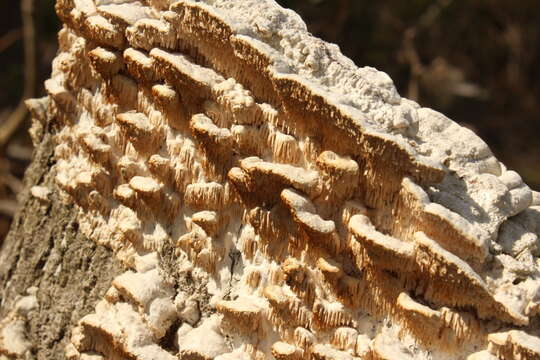 Image de Sarcodontia pachyodon (Pers.) Spirin 2001