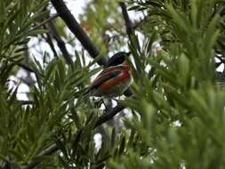 Image of Batis capensis capensis (Linnaeus 1766)