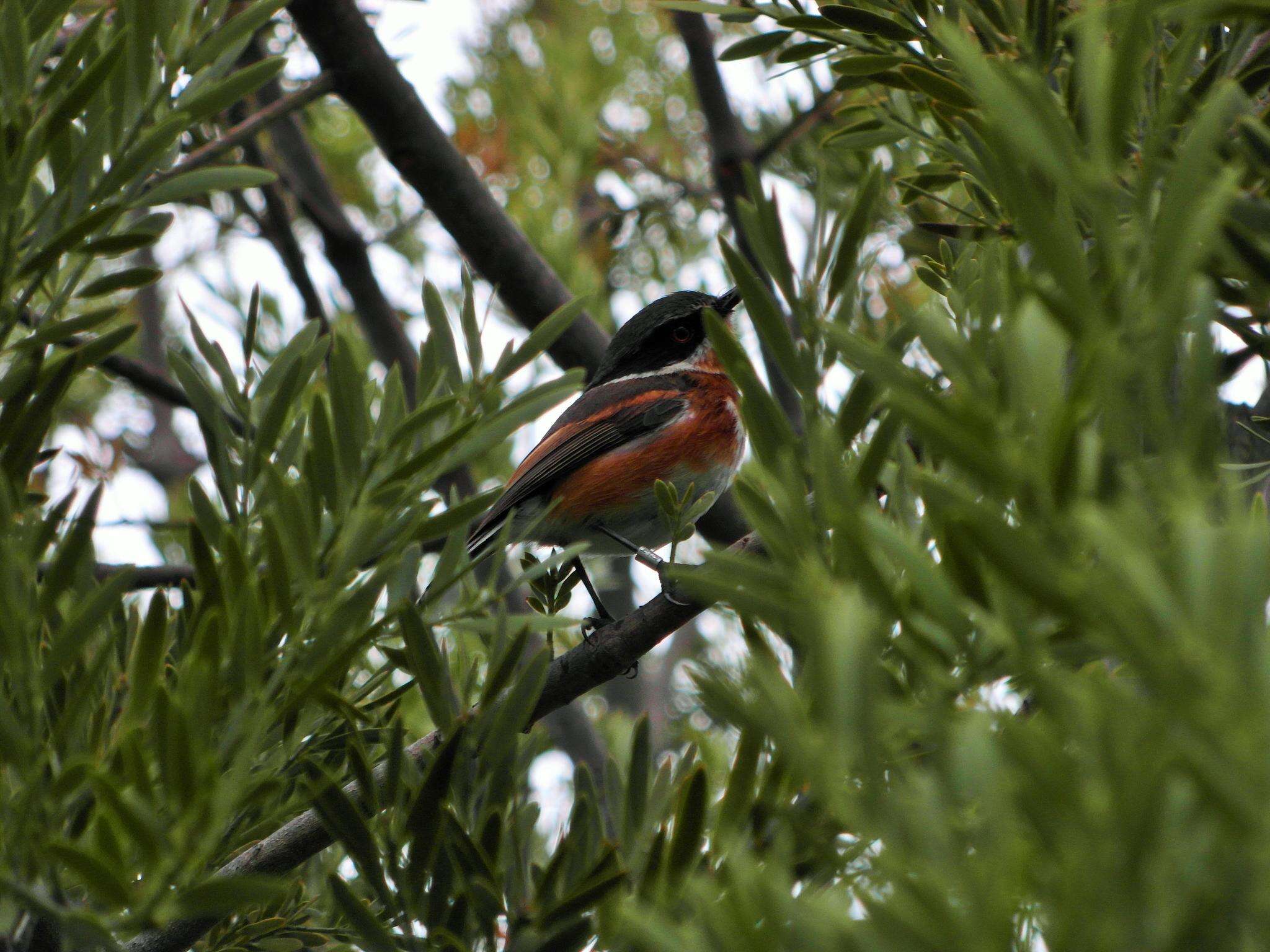 Image of Batis capensis capensis (Linnaeus 1766)