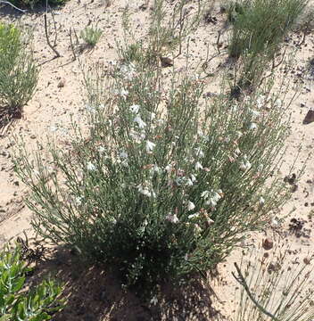 Image of Erica pectinifolia var. pectinifolia