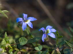 Image of Lobelia pratioides Benth.