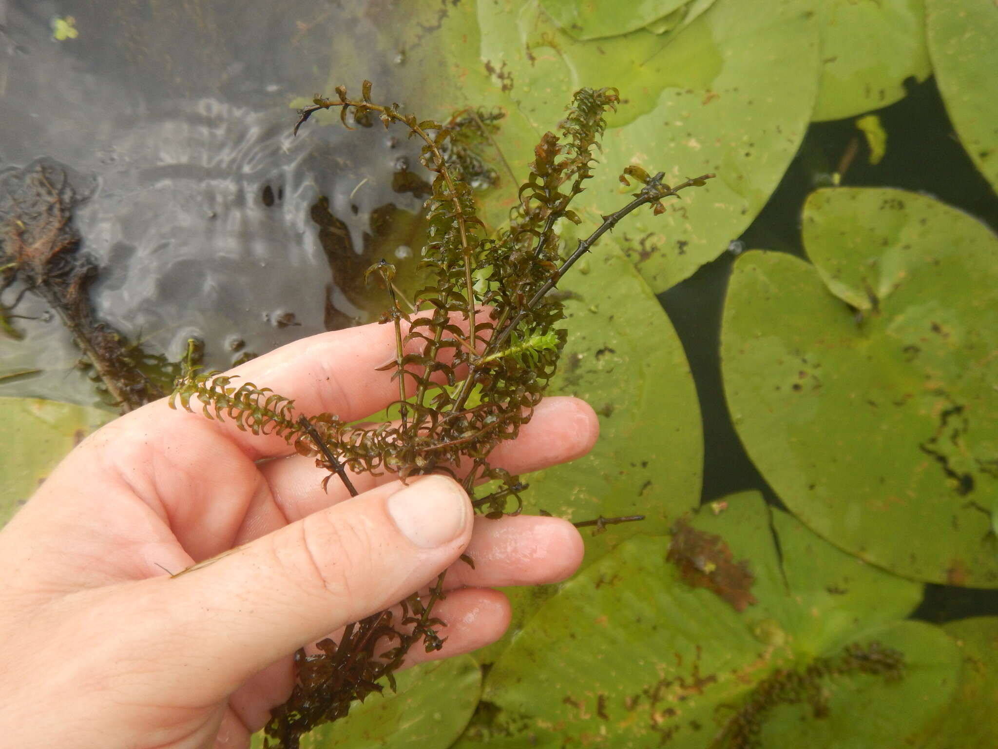 Image of American Pondweed