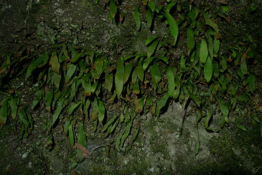 Plancia ëd Loxogramme dictyopteris (Mett.) Copel.