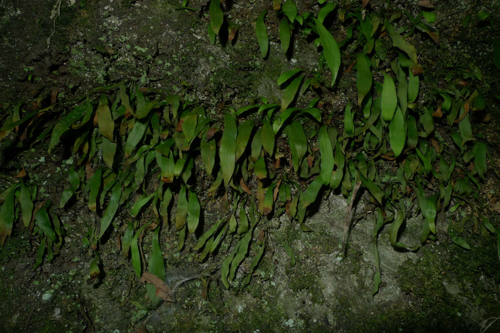 Plancia ëd Loxogramme dictyopteris (Mett.) Copel.