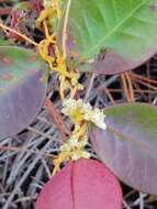 Cuscuta pentagona Engelm. resmi