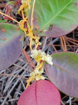 Image of fiveangled dodder