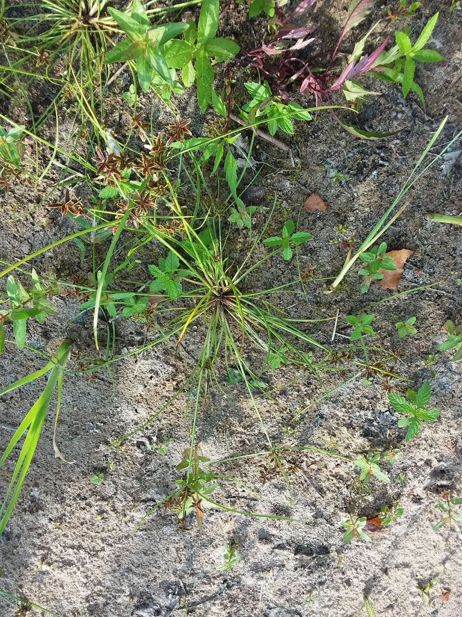 Image of slender flatsedge