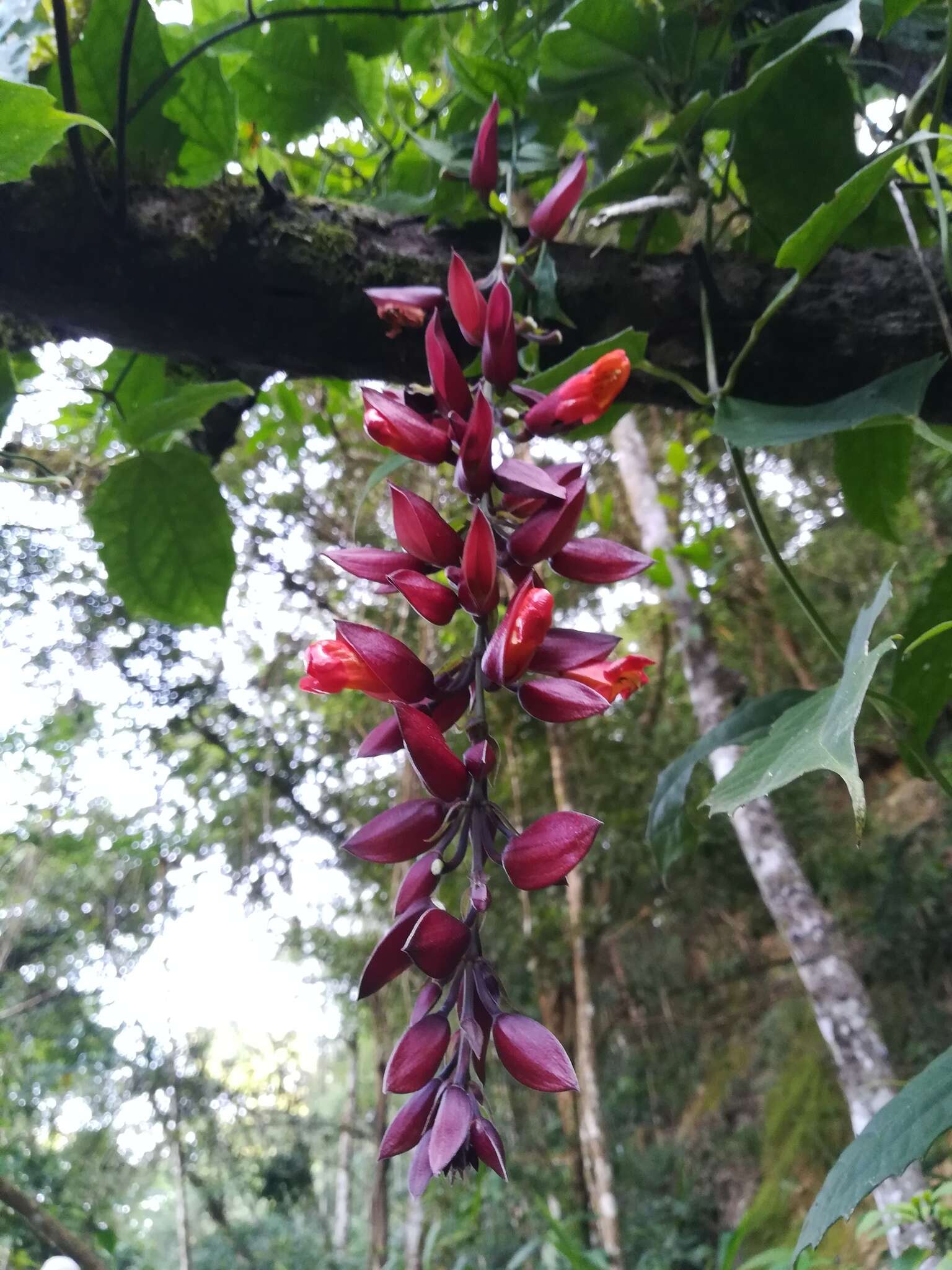 Plancia ëd Thunbergia coccinea Wall.