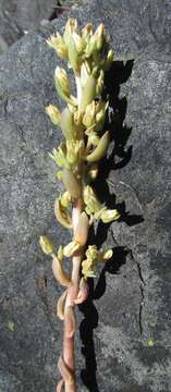 Image of Sedum paradisum subsp. paradisum