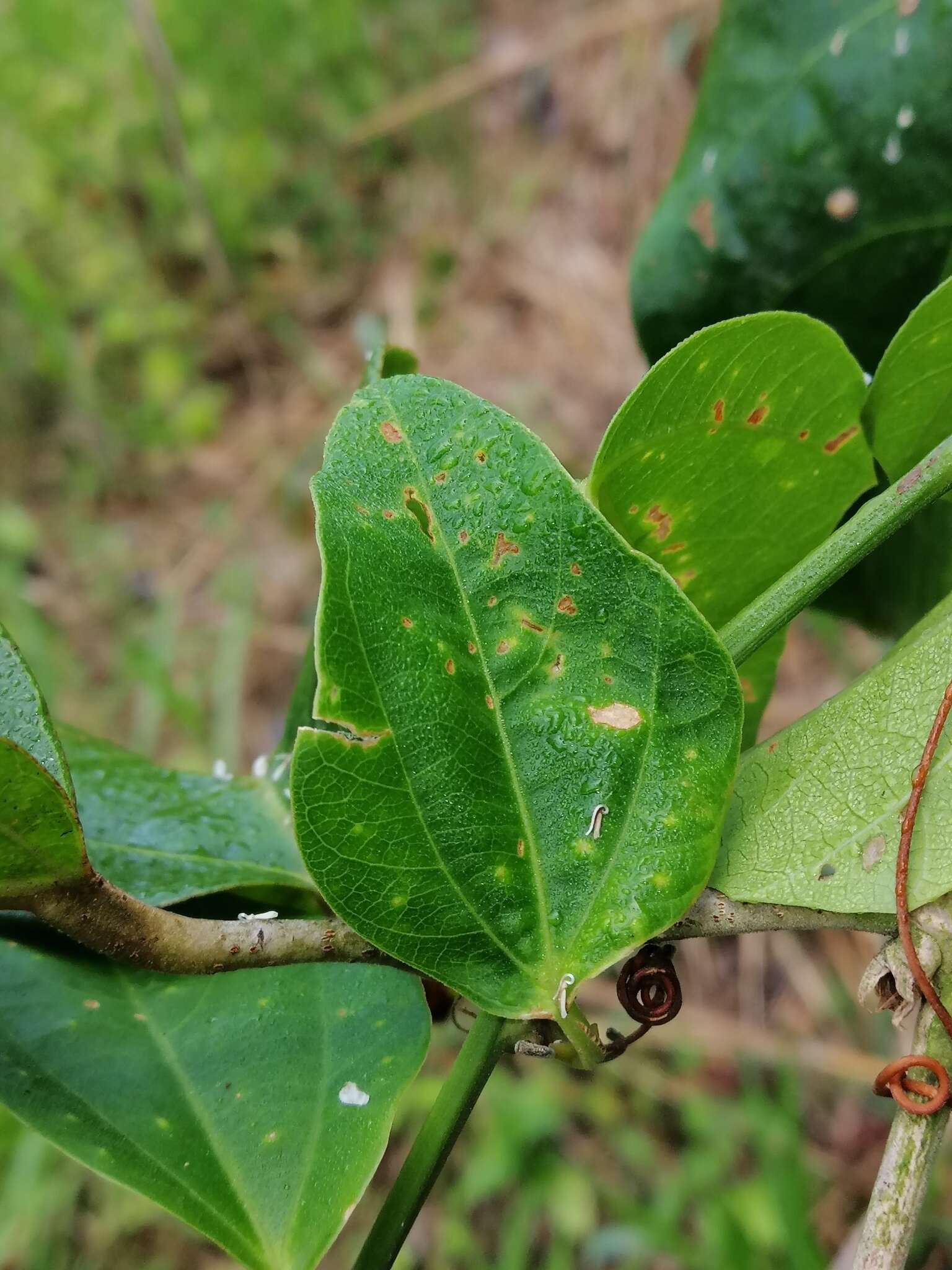 صورة Passiflora auriculata Kunth