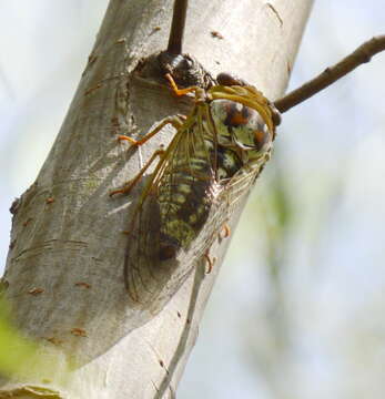 Image of <i>Megatibicen pronotalis walkeri</i>