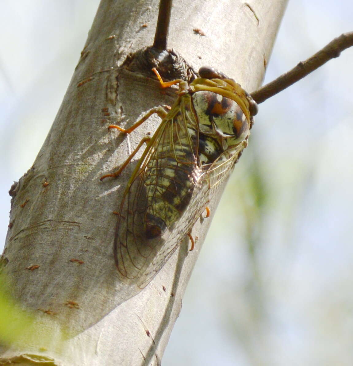 Imagem de <i>Megatibicen pronotalis walkeri</i>