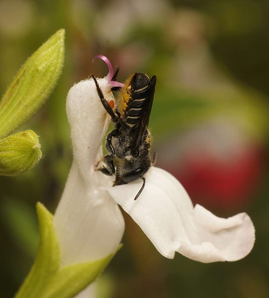 Image of Megachile angelarum Cockerell 1902