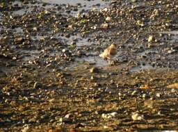 Image of Rufous-chested Dotterel