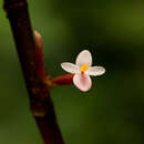 Image of Begonia eminii Warb.