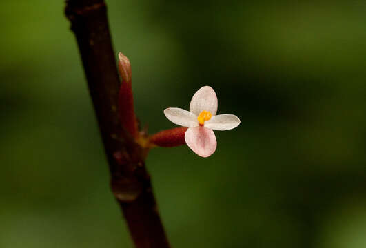 Image of Begonia eminii Warb.