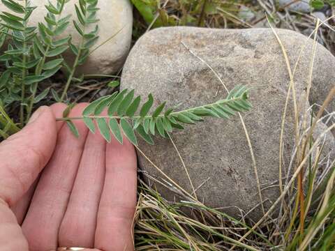 Image of field locoweed