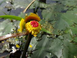 Image de Nuphar rubrodisca Morong