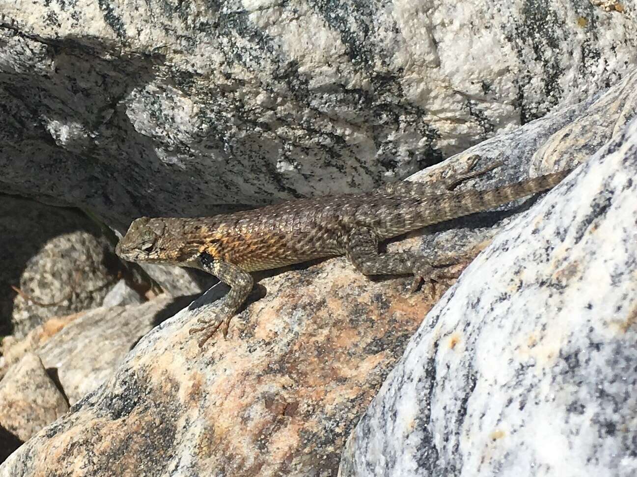 Image of Hunsaker's Spiny Lizard