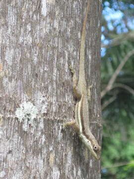 Image de Anolis opalinus Gosse 1850