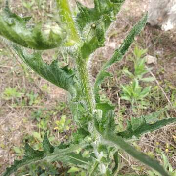 Image of American burnweed