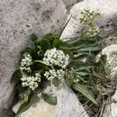 Image de <i>Valeriana texana</i>