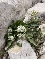 Image de <i>Valeriana texana</i>