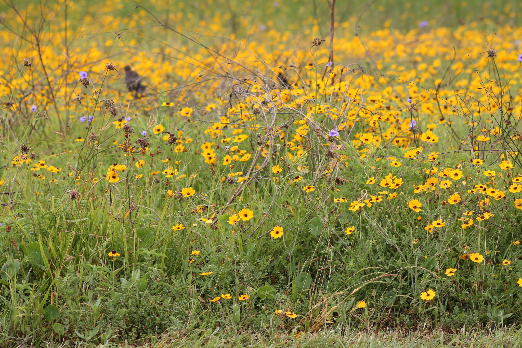 Image of goldenmane tickseed