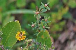 Image of Pultenaea retusa Sm.