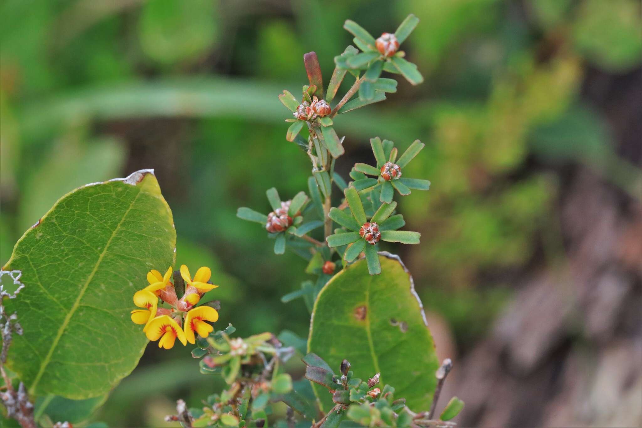 Image of Pultenaea retusa Sm.