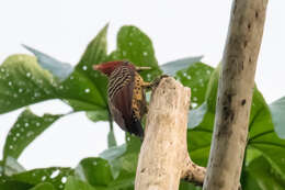 Image of Rufous-headed Woodpecker