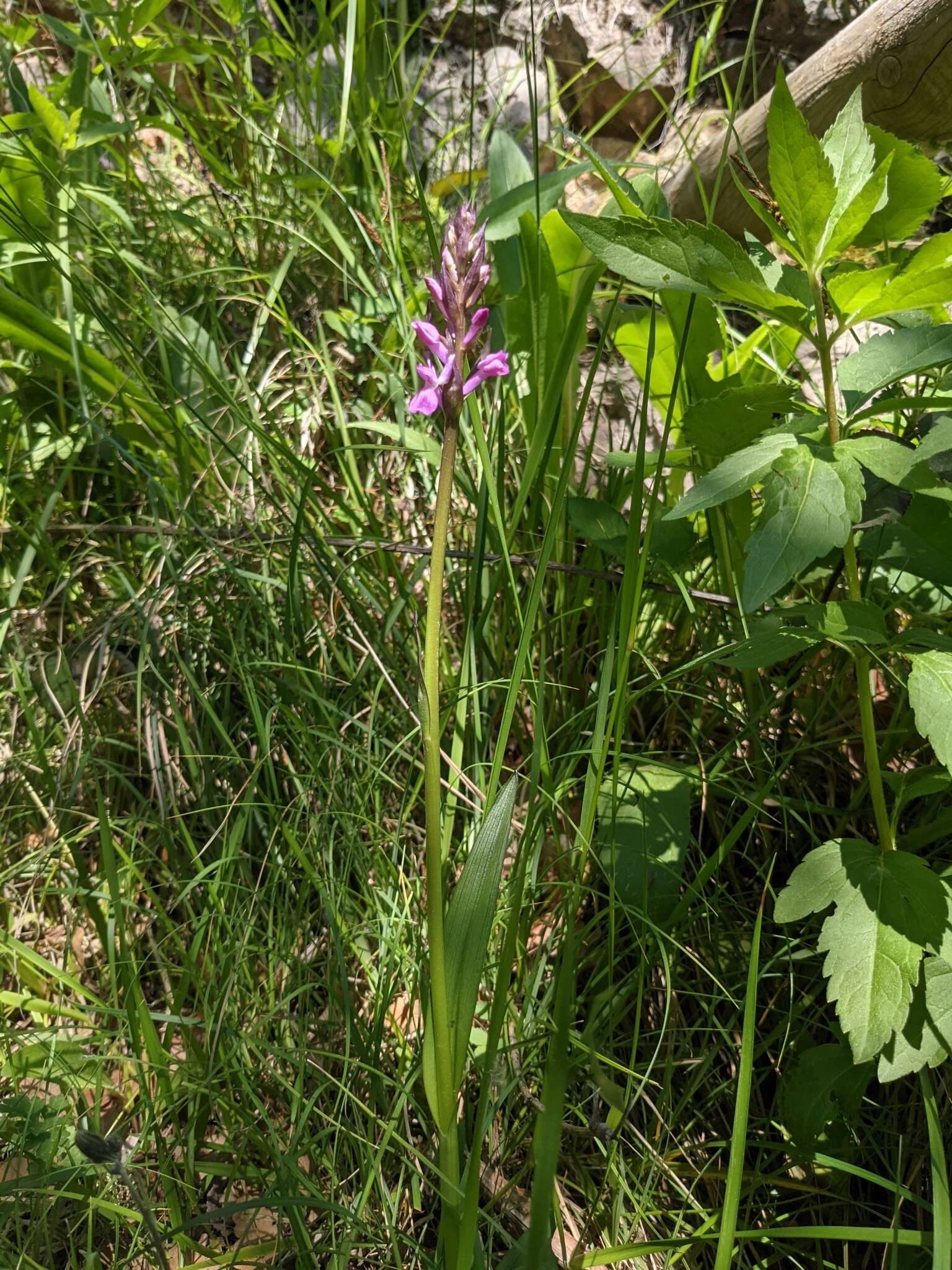 Image of Dactylorhiza elata subsp. sesquipedalis (Willd.) Soó