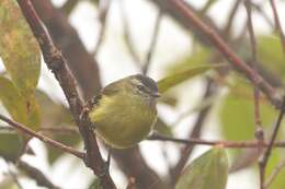 Image of Black-capped Tyrannulet