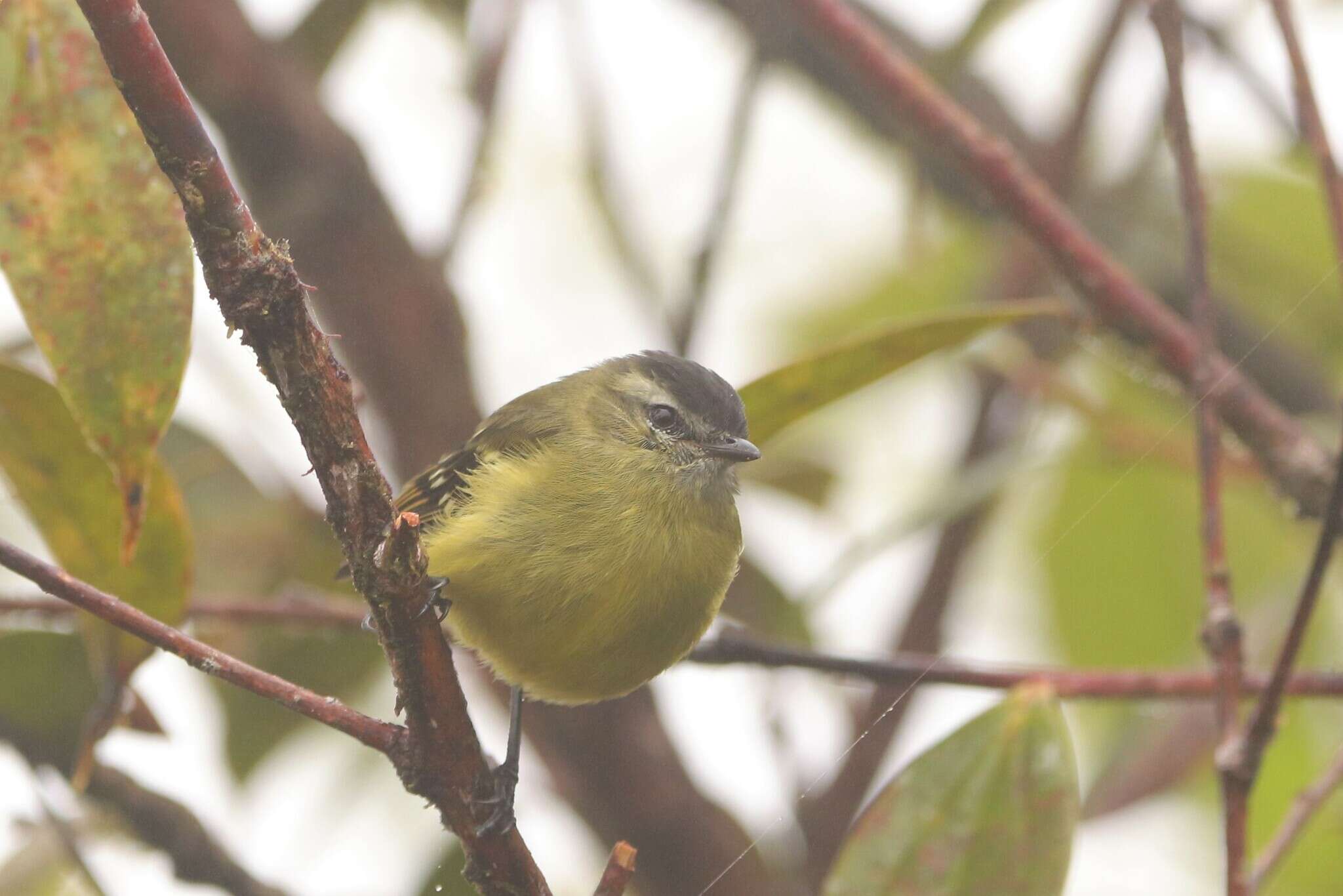 Plancia ëd Phyllomyias nigrocapillus (Lafresnaye 1845)