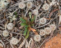 Image de Ptilotus seminudus (J. M. Black) J. M. Black