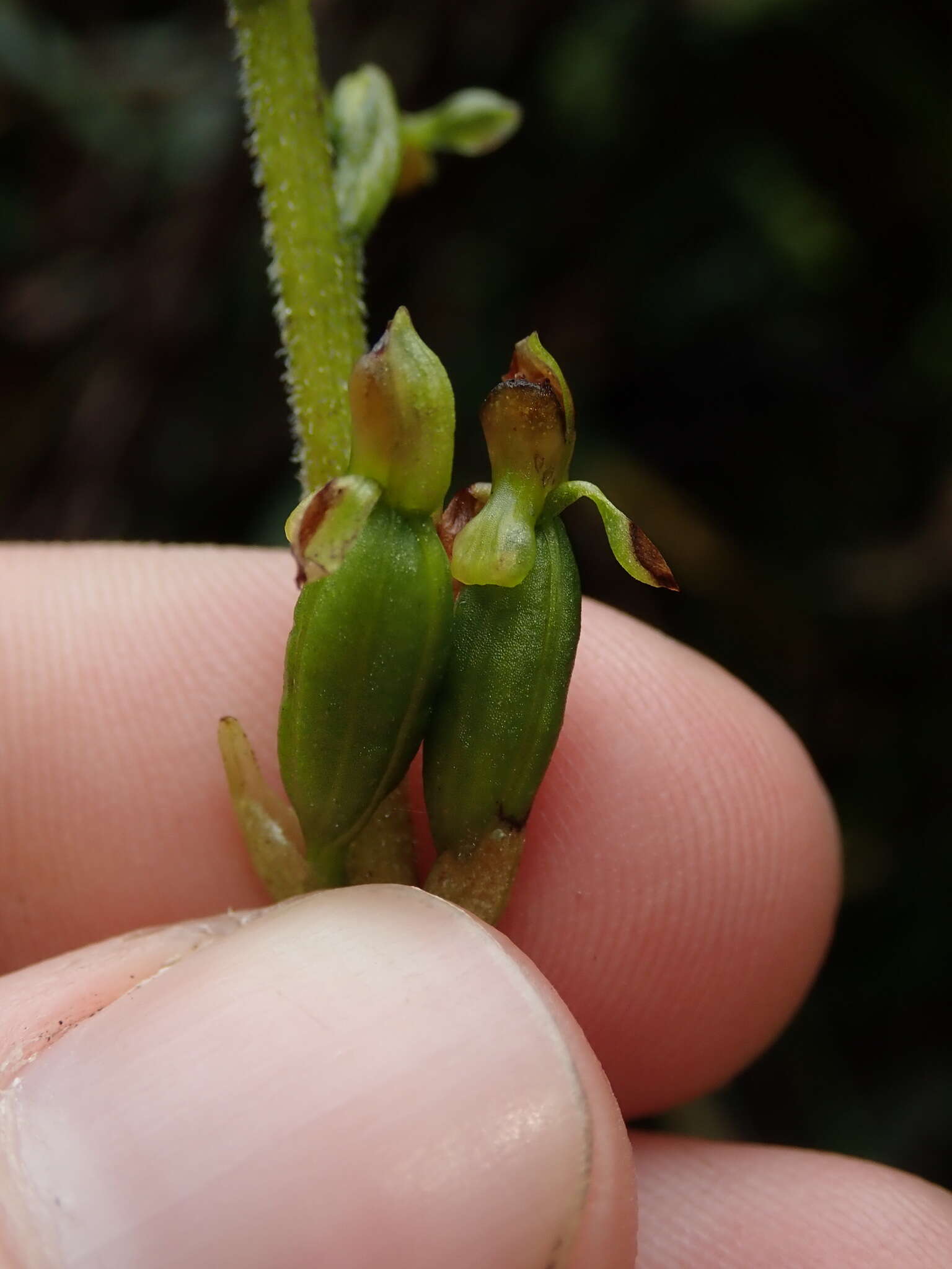 Kreodanthus crispifolius Garay resmi